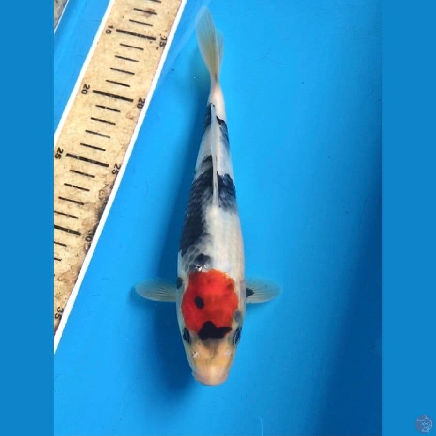 tancho showa 24cm
