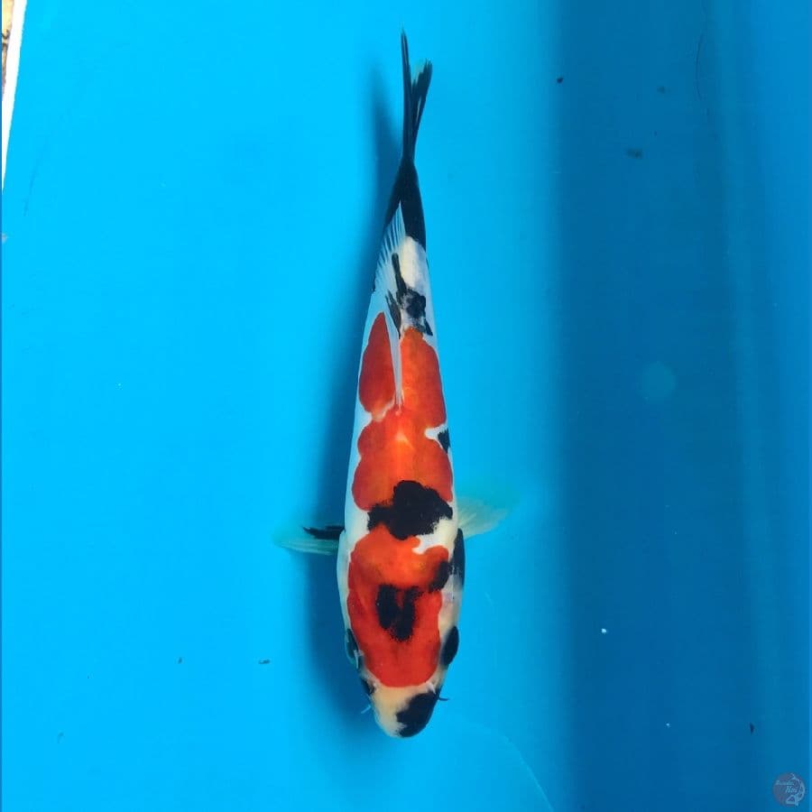 showa doitsu 18 cm