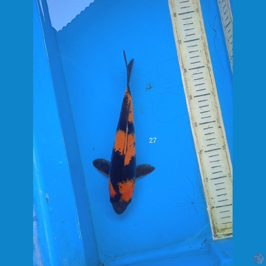 hiutsuri 27cm