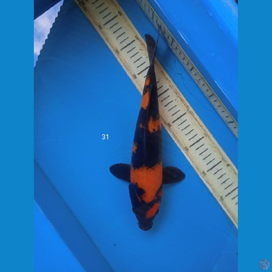 hiutsuri 31cm
