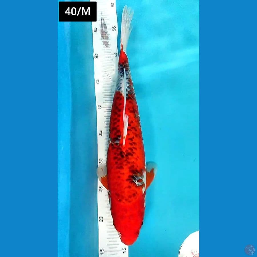 Ghosiki Motoaka Super red