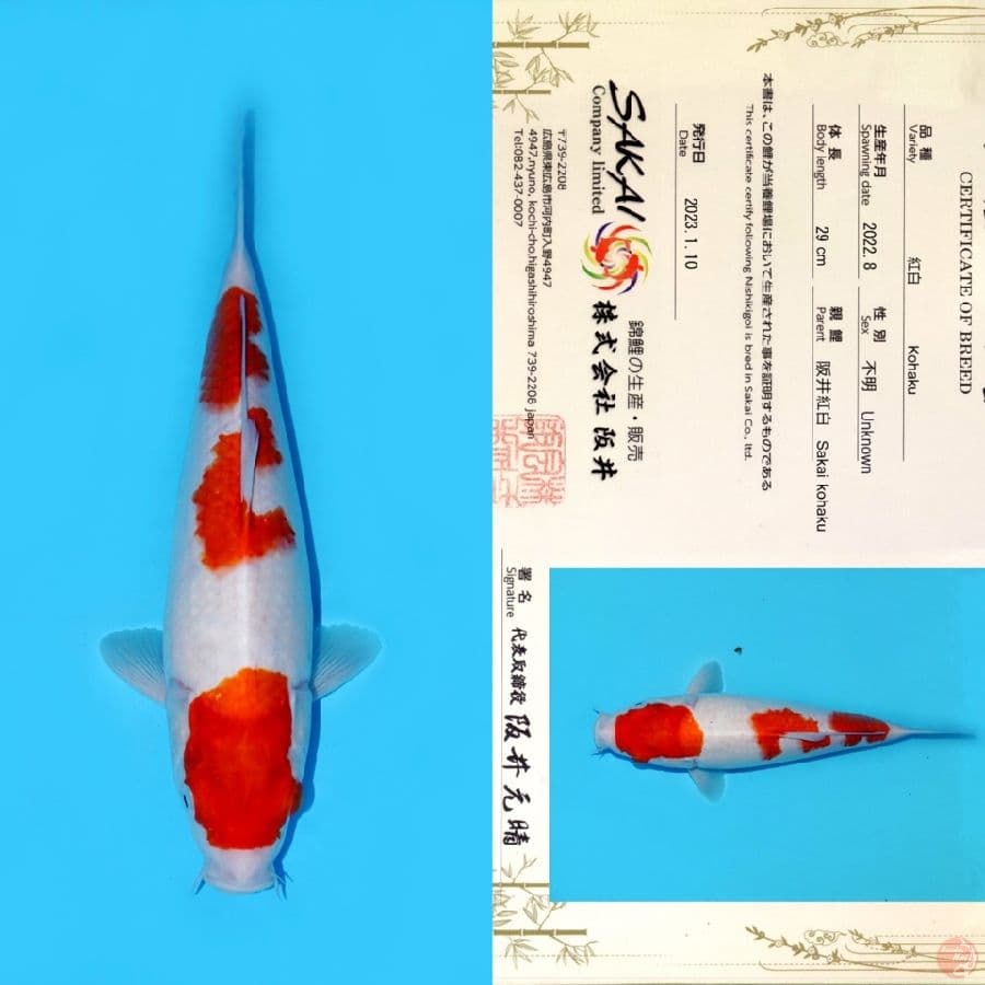 SAKAI MARUTEN KOHAKU HQ 37CM