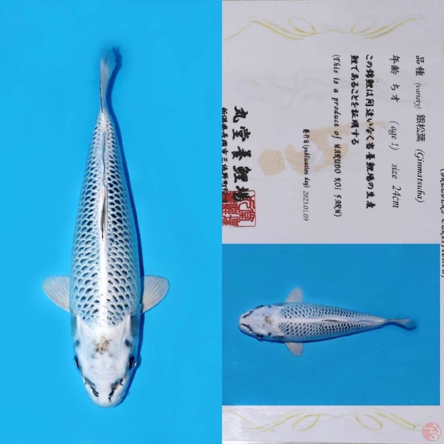 MARUDO GIN MATSUBA HQ 32CM