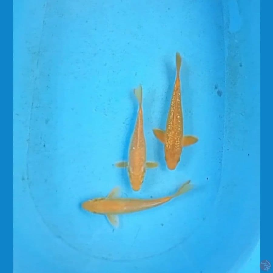 karashi 20-22cm