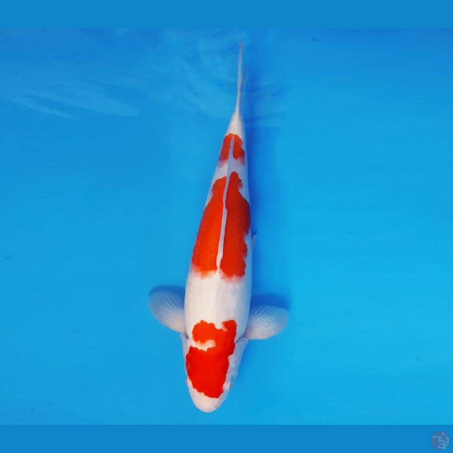 AKIRA 2 - Kohaku 36 cm/male ®