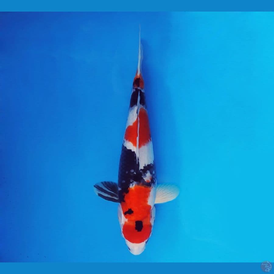 AKIRA 3 - Showa Evolution 37 cm/male ®