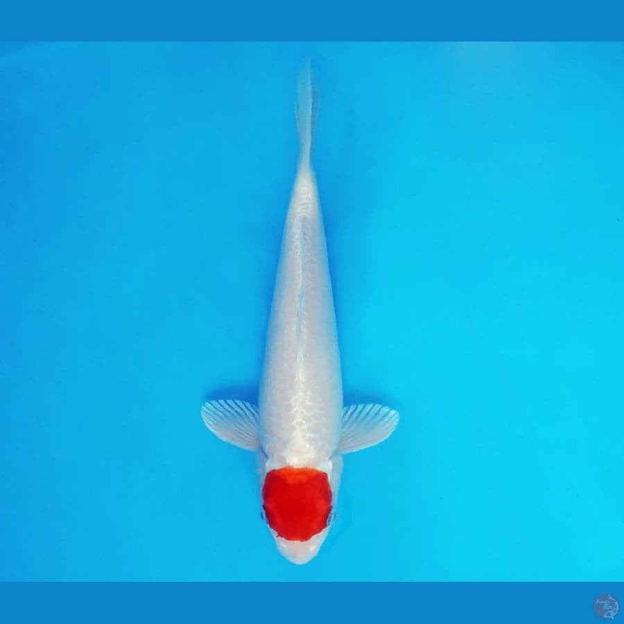 AKIRA 4 - Tancho Hikari 26 cm/fm ®