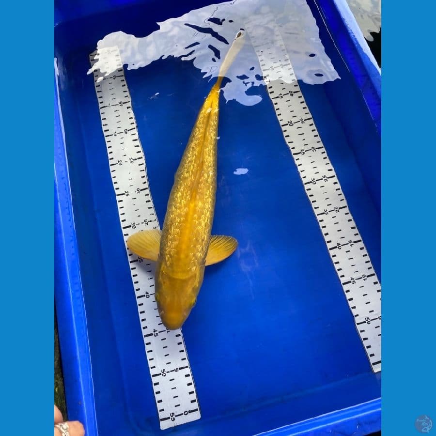 karasi ginrin 44 cm jantan