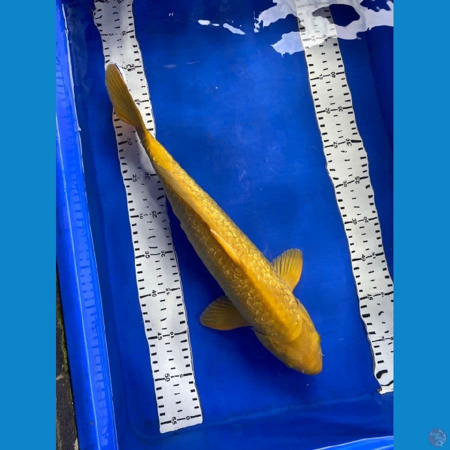 karasi ginrin 44 cm jantan