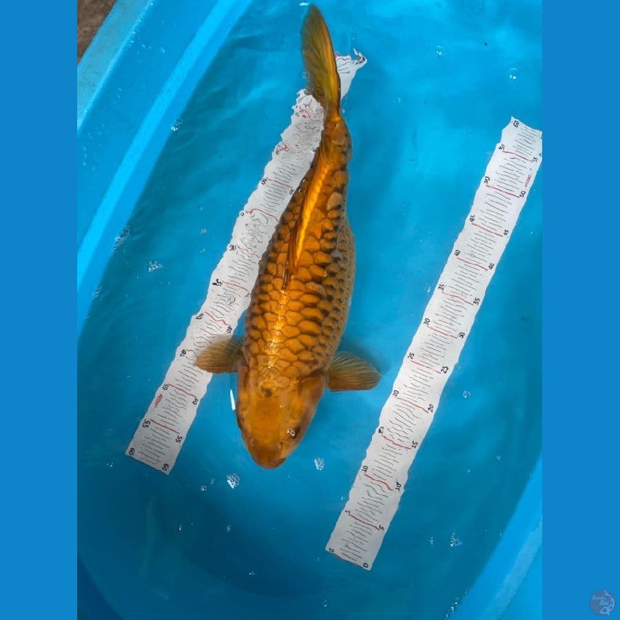 cagoi aragoke jumbo 54 cm