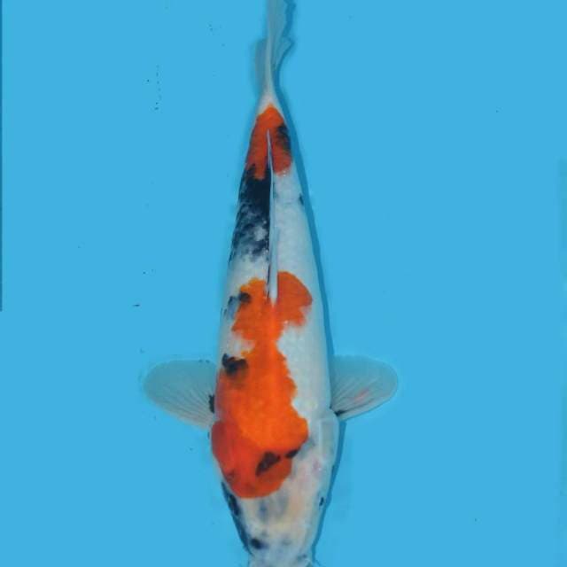 Showa tategoi