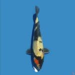 Tancho Showa 22 cm