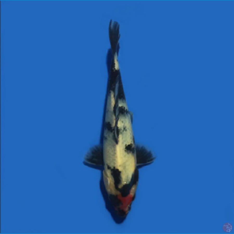 Tancho showa 18 cm
