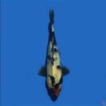 Tancho showa 18 cm