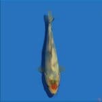 Tancho showa 18 cm