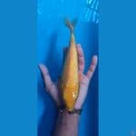 caramel gindrin padat male 25cm 
