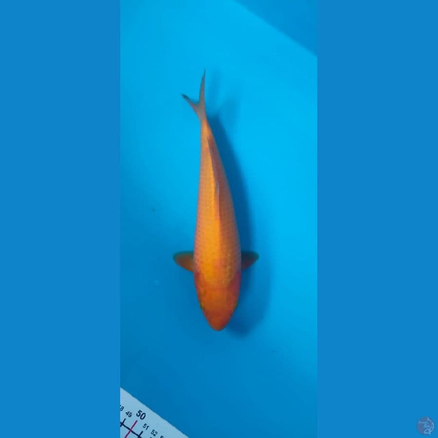 manggo caramel 27cm male