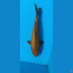 caramel breeder khusnul 27cm male