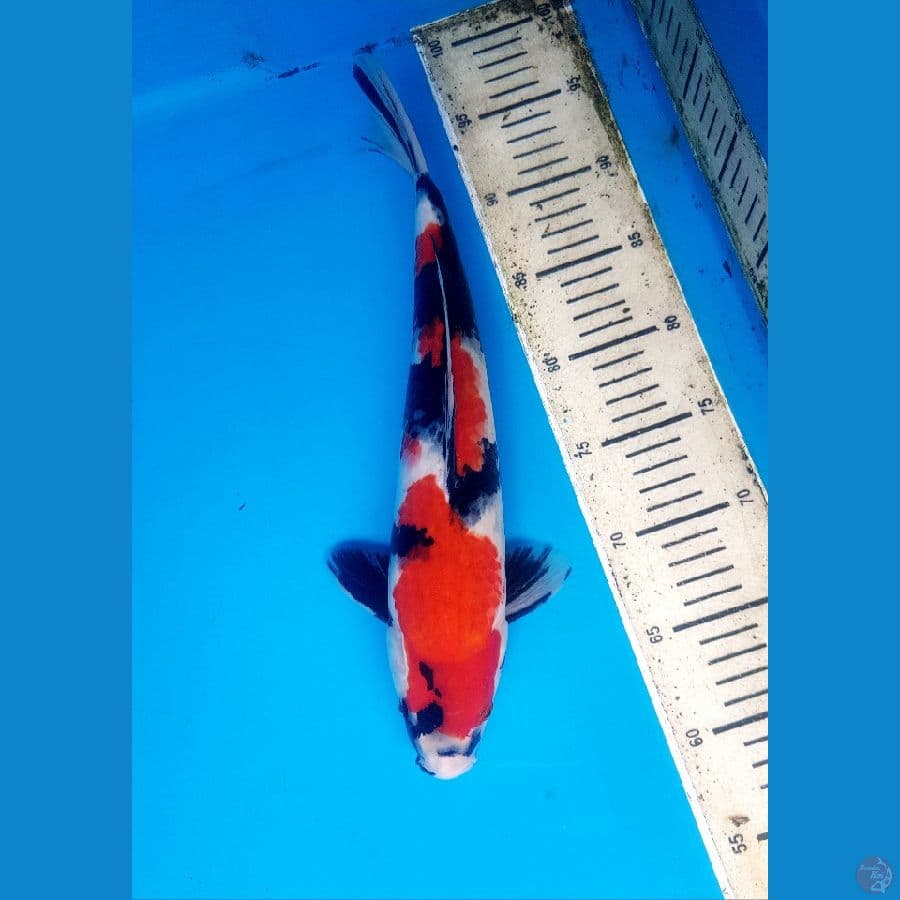 showa 35cm