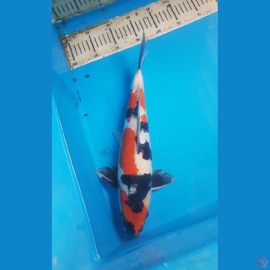 showa doitsu 37cm