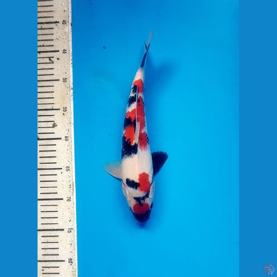 showa maruten 30cm