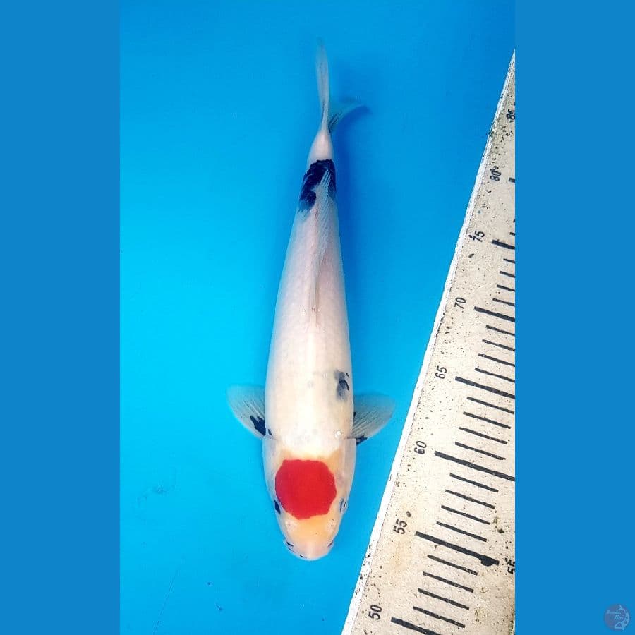 tancho showa ori 32cm