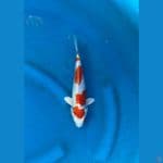 Kohaku Hikari SQ 22cm
