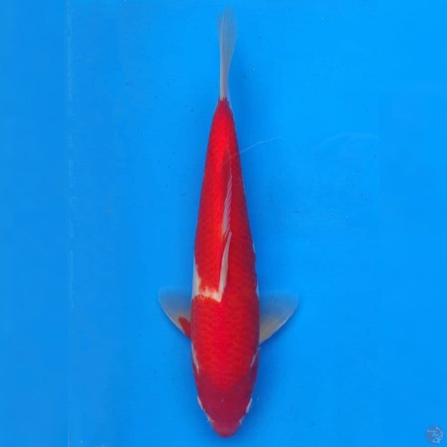 Genjiro Kohaku