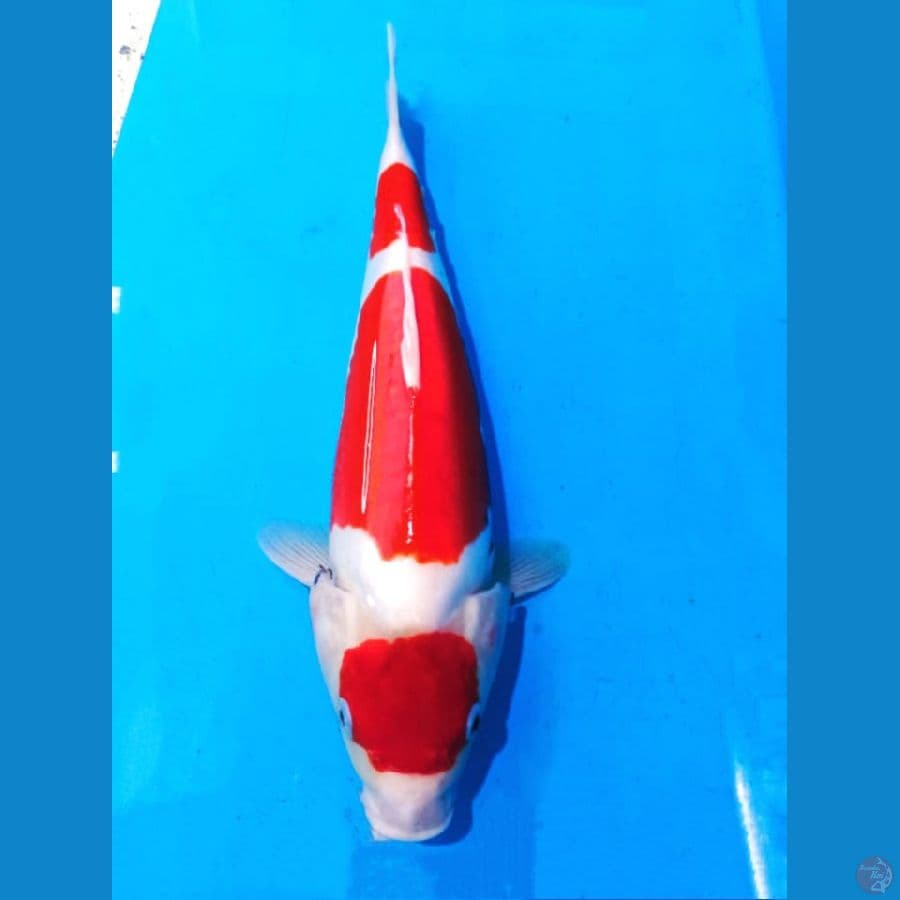 Maruten Kohaku doit 39 cm