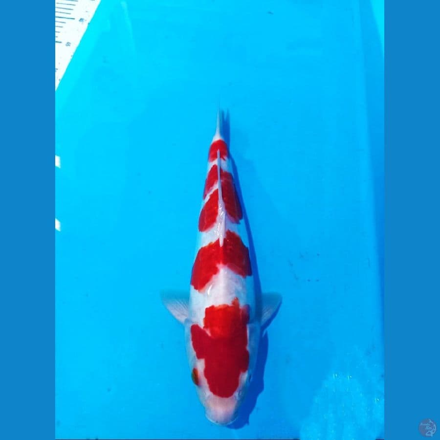 Kohaku doitsu 30 cn