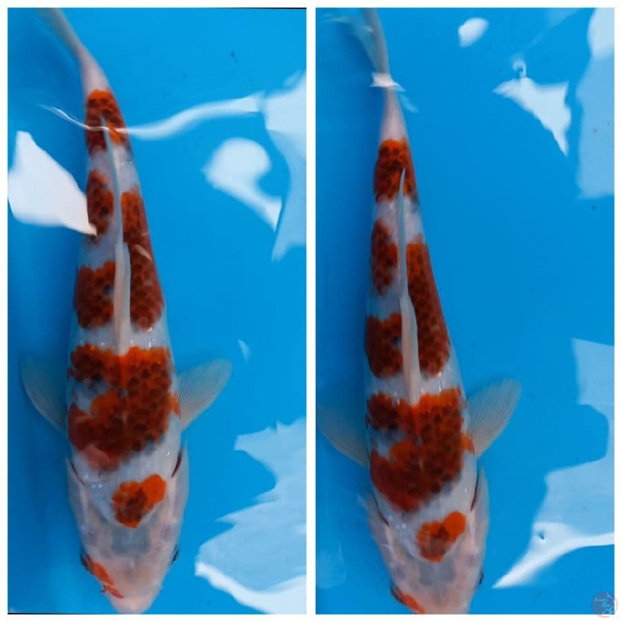 goromo 4 step ori &  (jantan)