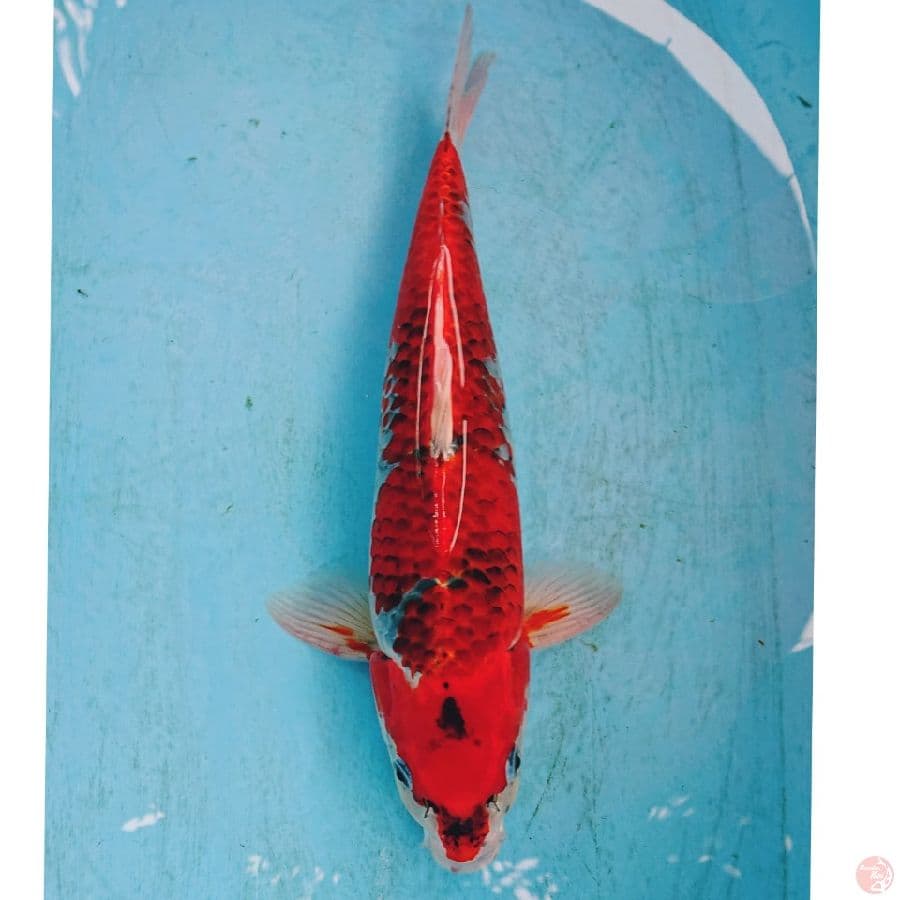 GHOSIKI 40 CM