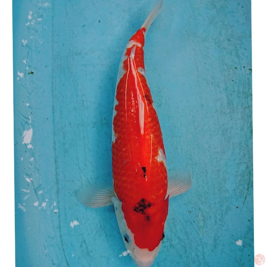 GHOSIKI GINRIN 40 CM