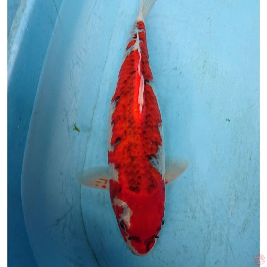 GHOSIKI 40 CM