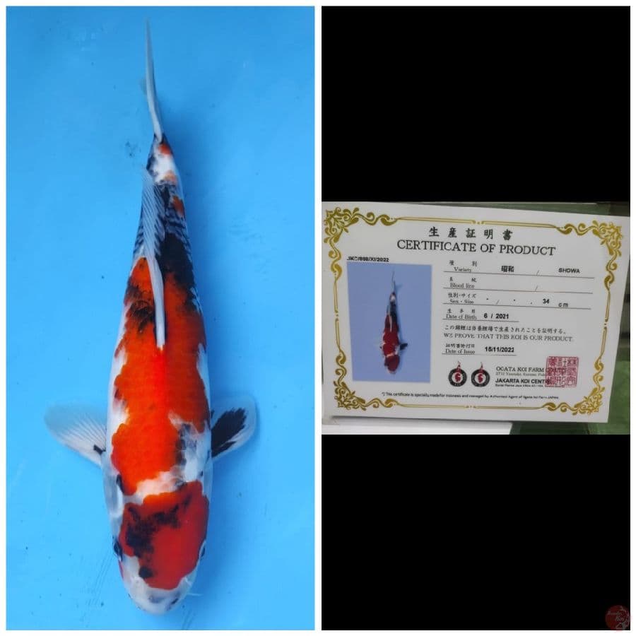 Ogata Showa 
