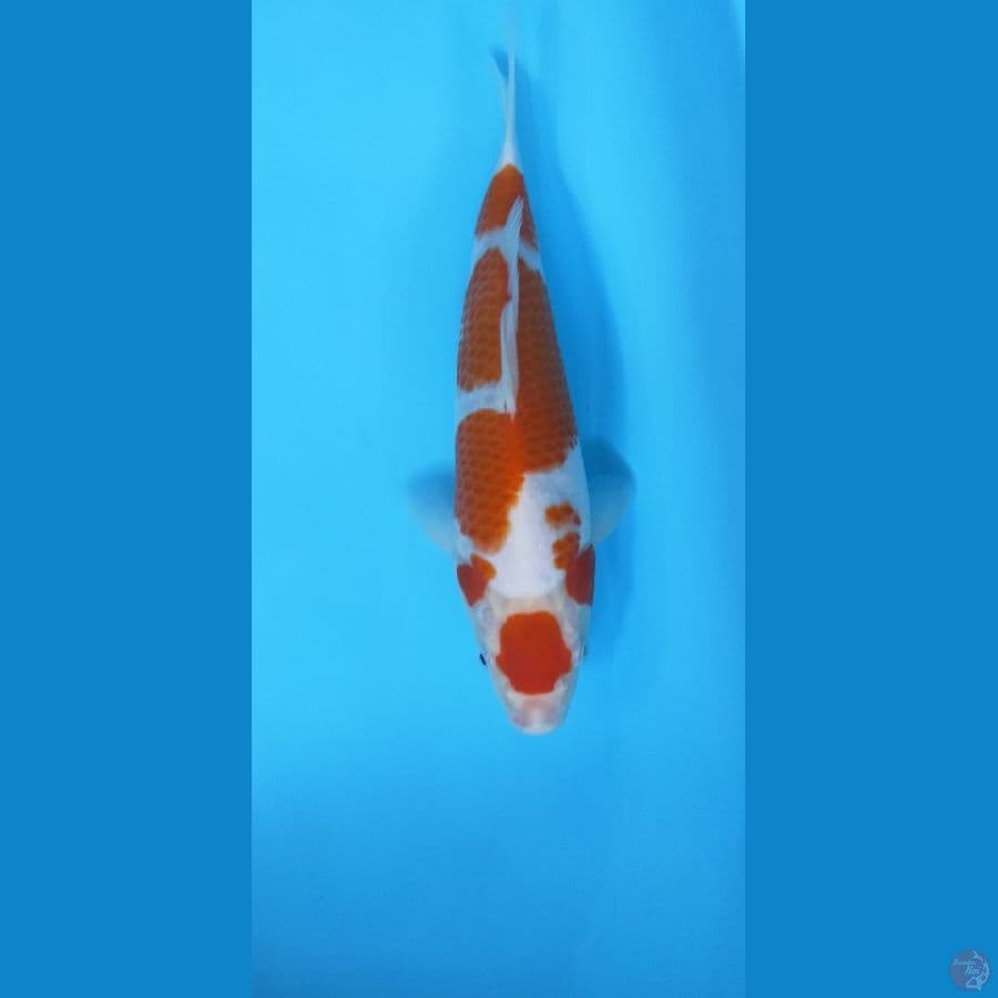 KOHAKU MARUTEN 26CM MALE