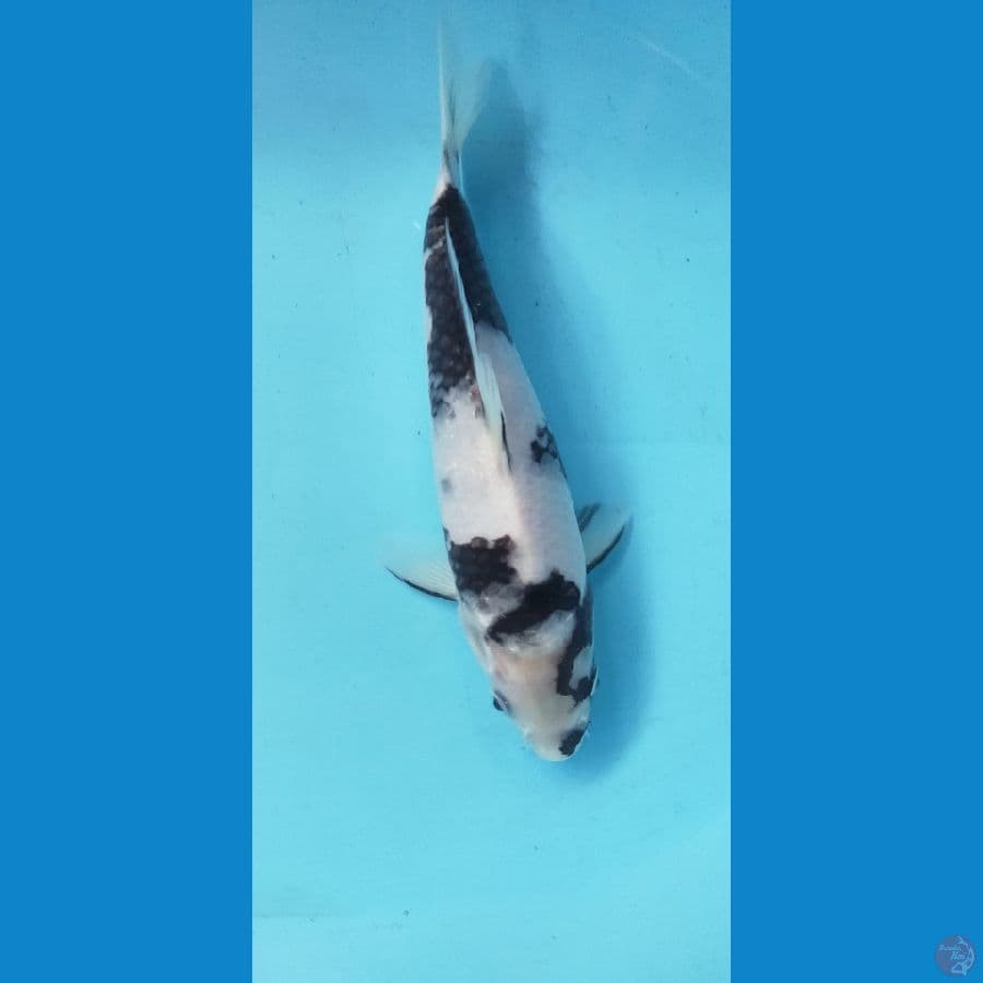 SHIRO 27CM MALE PUTIH SALJU