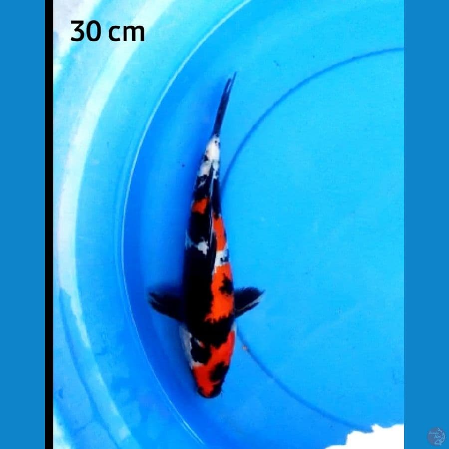 Showa strong 30 cm