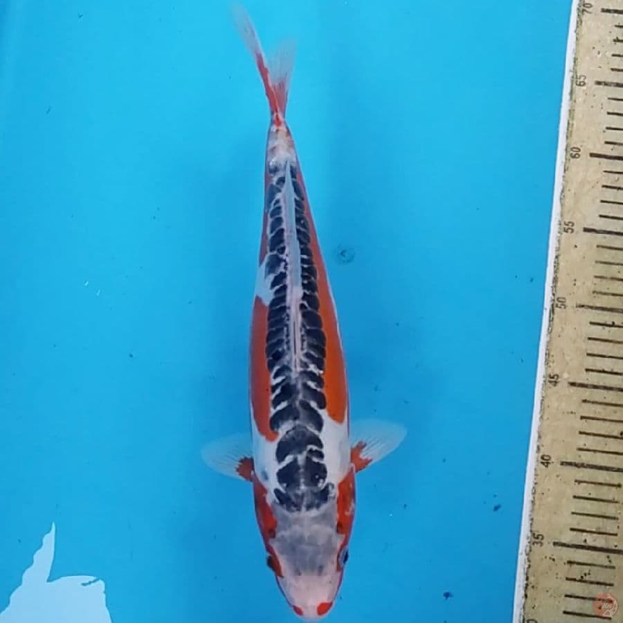Hana Shusui ~34 F