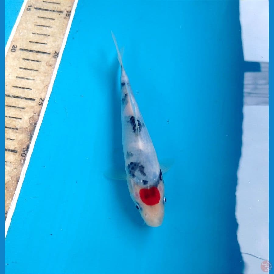 tc showa 16 cm 
