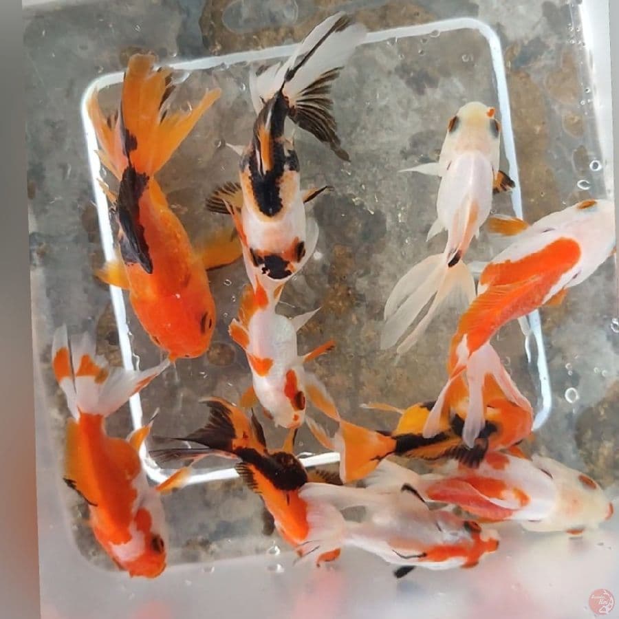 KOKI 10EKOR 8-10CM