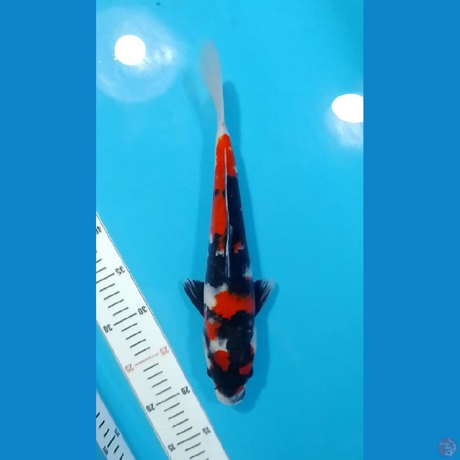 HQ Showa Sanshoku 33cm (F)