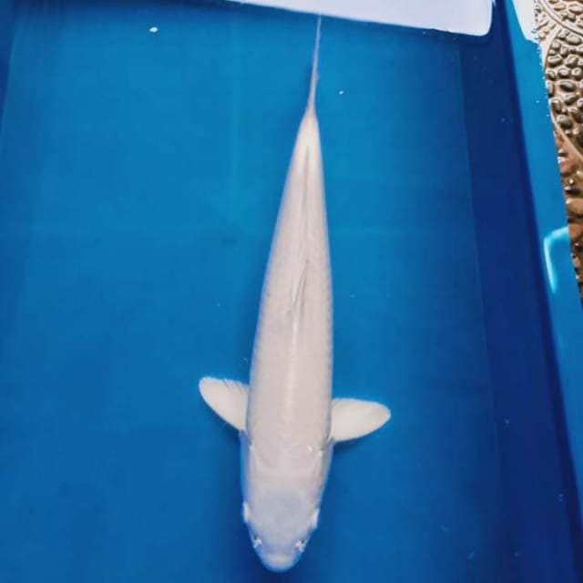 39cm platinum putih salju jumbo