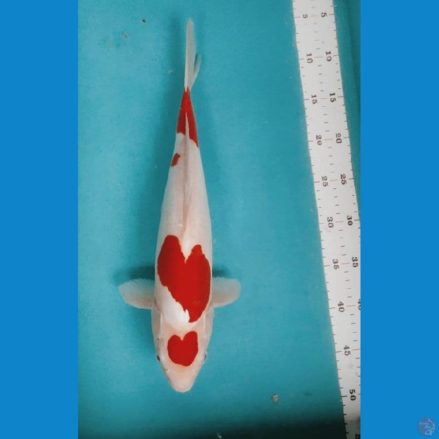 MARUTEN ORI DOITSU 40CM FM