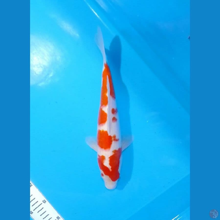 Kohaku 33cm (F)