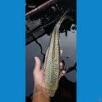HQ Kinginrin C 35bu F
