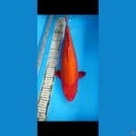 Benigoi SQ 42cm