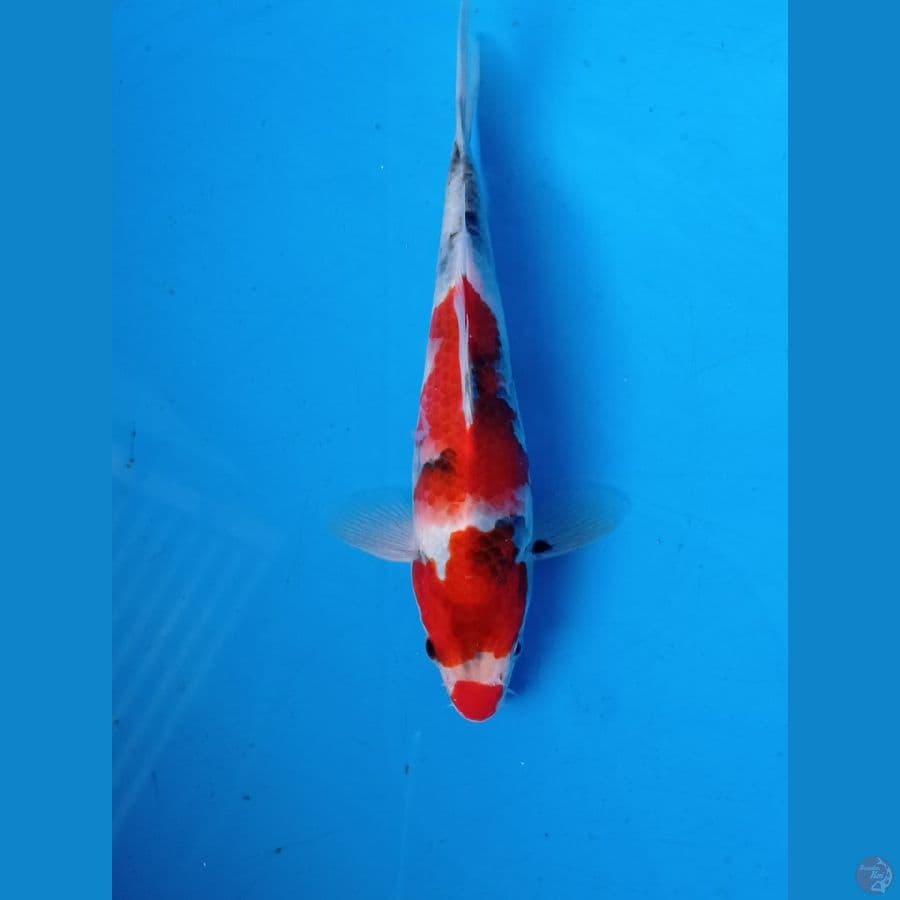 SHOWA19CM