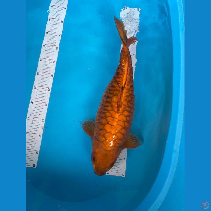 50 cm aragoke cagoi 