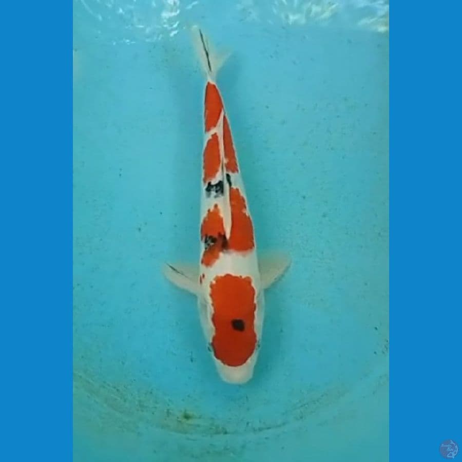 Sanke 33cm